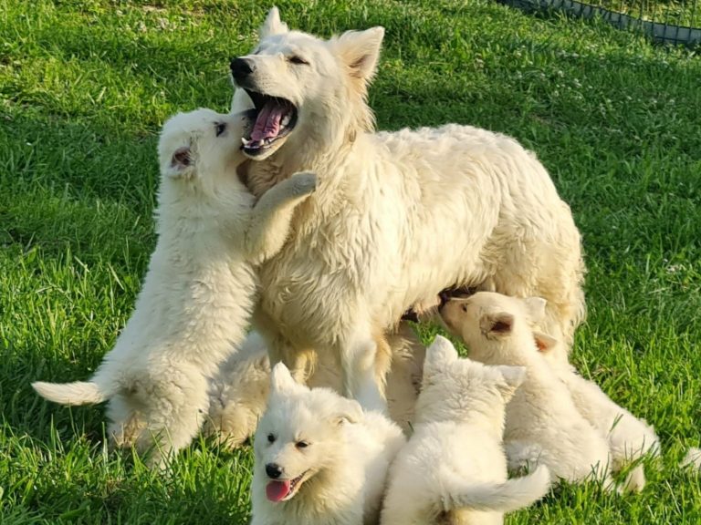 elevage-canin-et-pension-pour-chien-du-domaine-des-mes-domaine-des-ames